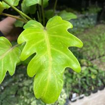 1 Live Plant Philodendron golden xanadu Really Hard To Find - £60.74 GBP