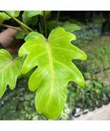1 Live Plant Philodendron golden xanadu Really Hard To Find - £59.35 GBP
