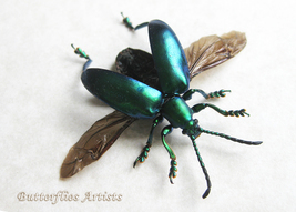 Real Green Frog Legged Flying Beetle Sagra Longicollis Framed Entomology... - $44.99
