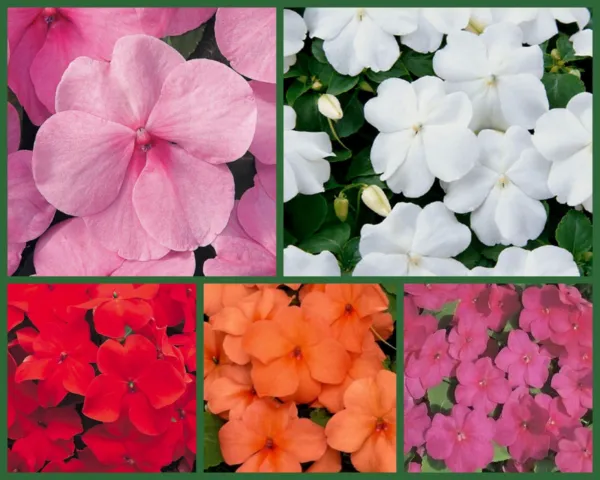 Impish Impatiens 5 Packs Red Impatiens Orange Impatiens Pink Impatien Fresh Seed - £13.94 GBP