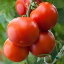 Yorker Tomato Seeds Organic Bulk Wholesale Garden Fast Shipping - $6.50