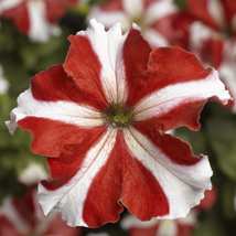 30 Star Red Petunia Seeds Long Lasting Annual Flower - £14.35 GBP