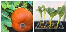 USA Seller Howden Pumpkin Live Plants - Seedlings/Plugs- 3&quot;- 5&quot; tall - $24.99