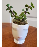 Succulent in Face Planter, Elephant Bush Live Plant in White Ceramic Pot... - £11.98 GBP