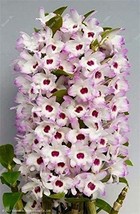100 Pcs Bag Multi Color Dendrobium Orchids Tree Very Easy Grow Building ... - $229.64 MXN