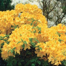 Golden Lights Deciduous Azalea Rhododendron Well Rooted Small Starter Pl... - £35.25 GBP