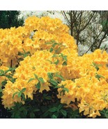 Golden Lights Deciduous Azalea Rhododendron Well Rooted Small Starter Pl... - $63.69 CAD
