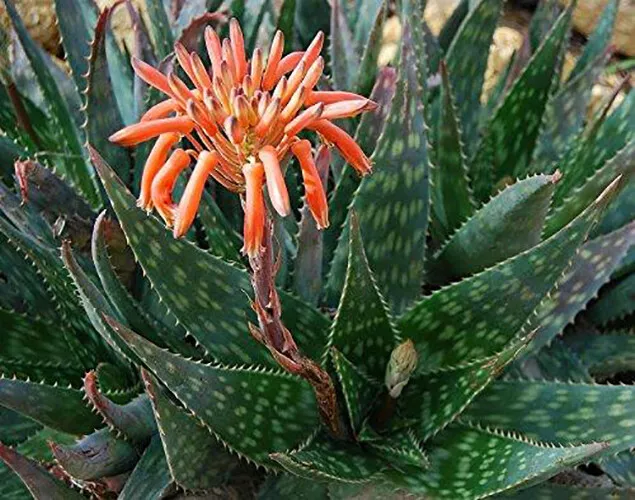Aloe maculata Robusta Soap Aloe 10 Seeds Succulents - £10.74 GBP