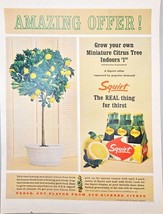 SQUIRT - Amazing Offer - Citrus Tree - Indoors - 6 Pack-1964 Vintage Pri... - $11.63