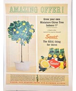 SQUIRT - Amazing Offer - Citrus Tree - Indoors - 6 Pack-1964 Vintage Pri... - $15.79 CAD