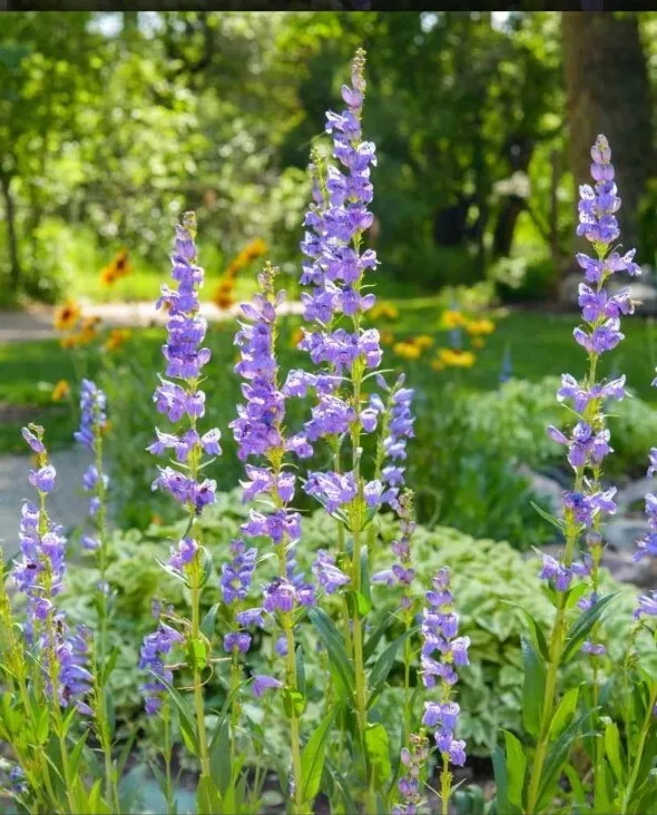 Penstemon Rocky Mountain Flower 50 Seeds - £7.49 GBP