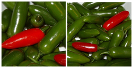 Serrano Hot Pepper Plant - Great for Salsa! - 2.5&quot; Pot - C2 - £28.19 GBP