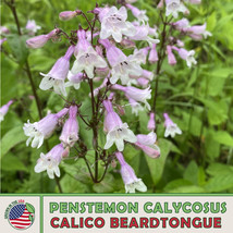 200 Calico Beardtongue Seeds Penstemon gran seeds (For Spring &amp; Summer) - £3.75 GBP