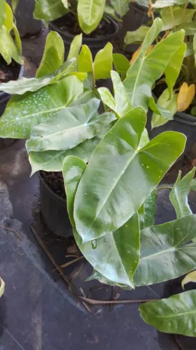 Philodendron Burle Marx Live Plant Cutting 5 To 7 Inch Tall Cutting Fres... - $13.00