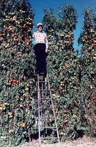 Bloomys 30 Seeds Trip L Crop Tomato Seeds Tomato Tree 15 Foot Vines Huge RareUS  - $10.38