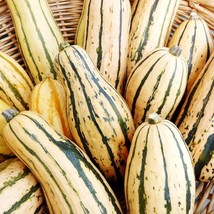 Fast Ship USA Seller Honey Boat Delicata Squash Seeds Vegetable Gardening - $19.96