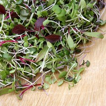 Microgreens Seeds Sprouting Seeds Varieties 4900 Seeds Fresh Gardening U... - $46.67