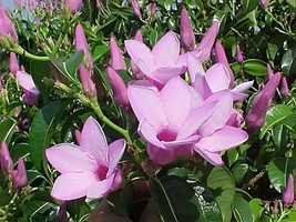 Cryptostegia Grandiflora Rubber Vine Seeds Fresh Usa Seeds - $16.96