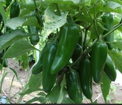 FARM 50 Jumbo Jalapeno Pepper Seeds Capsicum Annuum Huge Pod Bulk Seeds - £7.15 GBP