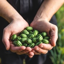 10 Cucamelon Melothria Scabra Mouse Melon Mexican Gherkin Mini Watermelon Cucumb - $14.90