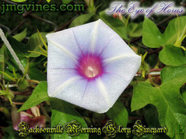 6 seeds The Eye of Horus Japanese Morning Glory Instantly Lusher Lawns - $9.25