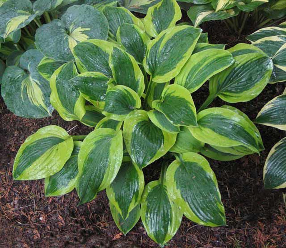 Velvet Moon Hosta 4&quot; Pot Thick Golden Yellow Edges - $26.99