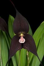 100 Black Monkey Face Orchid Perennial Flower Seeds for Garden - £8.07 GBP