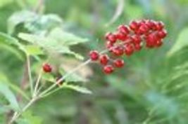 20 seeds Red Baneberry {Actaea rubra}Pre-Stratified - £10.19 GBP