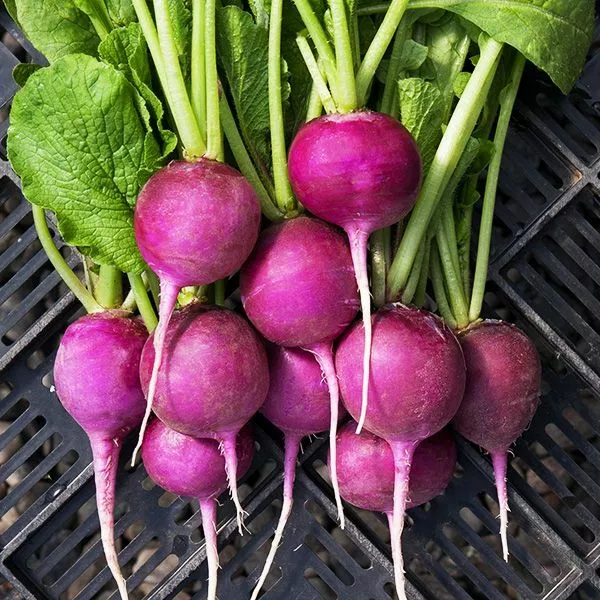 100 Seeds Purple Plum Radish Plant Heirloom Seeds Quick Beauty - £7.70 GBP