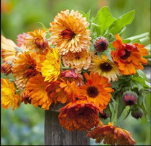 Calendula Sunset Mix Double Blooms Bi-Colored Heirloom Edible Non-Gmo 50 Seeds - £8.63 GBP