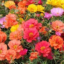 New Fresh USA Seller 200 Double Portulaca Mix Moss Rose Seeds - £9.94 GBP