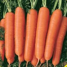 Fresh 300 Scarlet Nantes Carrot Seeds  - $5.79