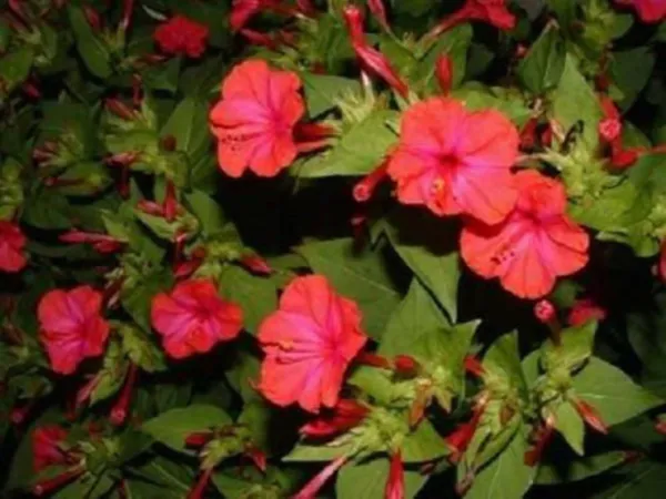 Top Seller 25 Red Four Oclock Marvel Of Peru Mirabilis Jalapa Flower Seeds - $14.60