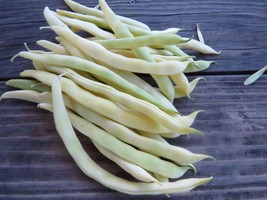 Neckargold  -an old favorite yellow pole bean with the best flavor of any - $5.25