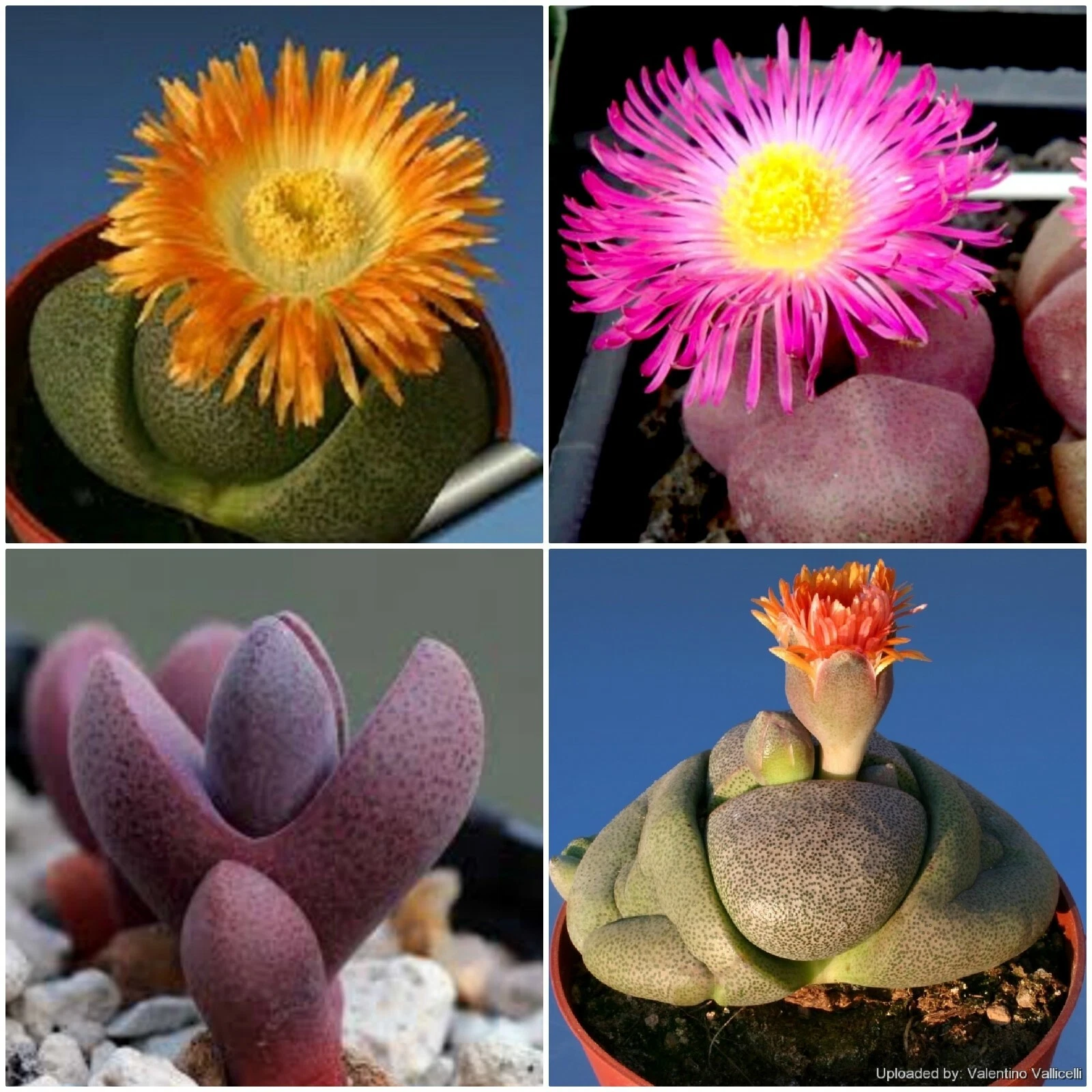 Pleiospilos Mix Succulent seeds~rare and exotic cacti~Living stones - $12.39