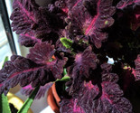 18 Black Coleus Dragon Seeds Flower Black Dragon Coleus Non Gmo Fresh 20... - $6.40