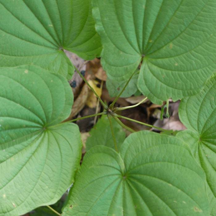 Wild Yam Plant Dioscorea Villosa Bare Root Organic Vine Native Wildflowe... - $11.90