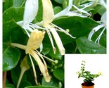 Halliana yellow Hall Lonicera Japanese Honeysuckle flower Live Plant 4in... - £21.40 GBP