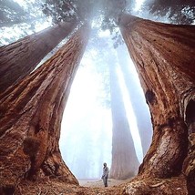 California Coast Redwood Seeds Giant Sequoia Bonsai Tallest Tree In The ... - $15.90