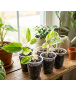 Noid Epipremnum aureum rooted propagation one per order - $9.00