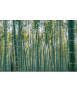 60+ MOSO Bamboo Seeds. Giant Phyllostachys edulis - $17.98