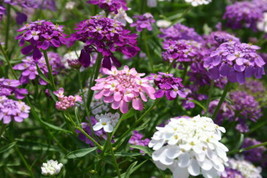 Candytuft Dwarf Fairy Mix Flower Seeds Beautiful Harvested In Usa USA Seller Gar - £6.81 GBP