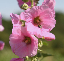 Sale 25 Seeds Pale Pink Hollyhock Light Alcea Rosea Flower Perennial  USA - £7.73 GBP