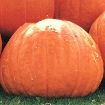 Pumpkin Big Max Seeds Gardening Usa Seller - £3.07 GBP