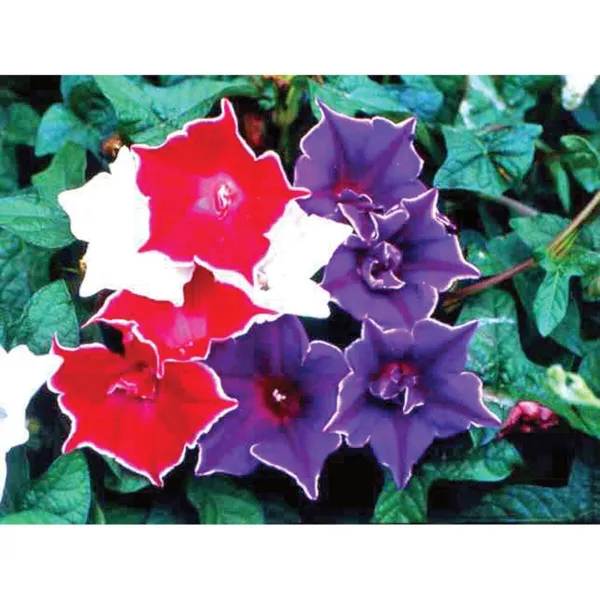 Kikyo-Zaki Mix Morning Glory Seeds-30 Seeds For Planting Usa Seller - £15.24 GBP