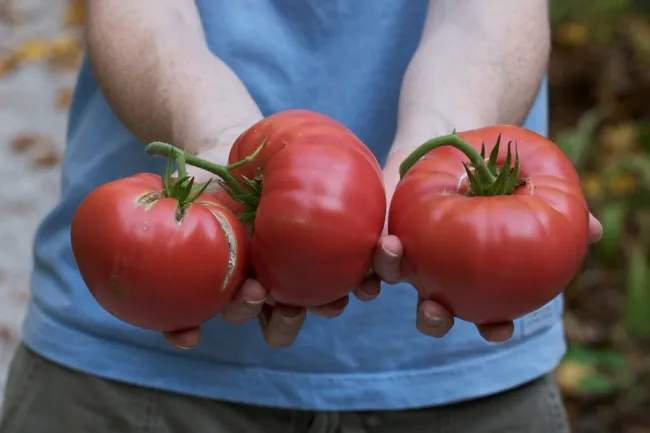 Tomato Brandywine Red 50 Seeds Heirloom Vegetable Fresh Garden - £11.17 GBP