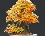 10 yellow oak quercus nigra fastest growing oak pre stratified seeds 1 thumb155 crop