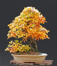 10 Yellow Oak Quercus nigra Fastest Growing Oak Pre-Stratified Seeds  - £4.79 GBP