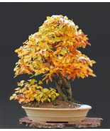 10 Yellow Oak Quercus nigra Fastest Growing Oak Pre-Stratified Seeds  - $5.98