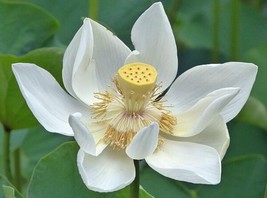 Nelumbo nucifera | White Lotus | 5 Seeds - £17.91 GBP